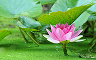 Pink water lily (Caroliniana Perfecta)